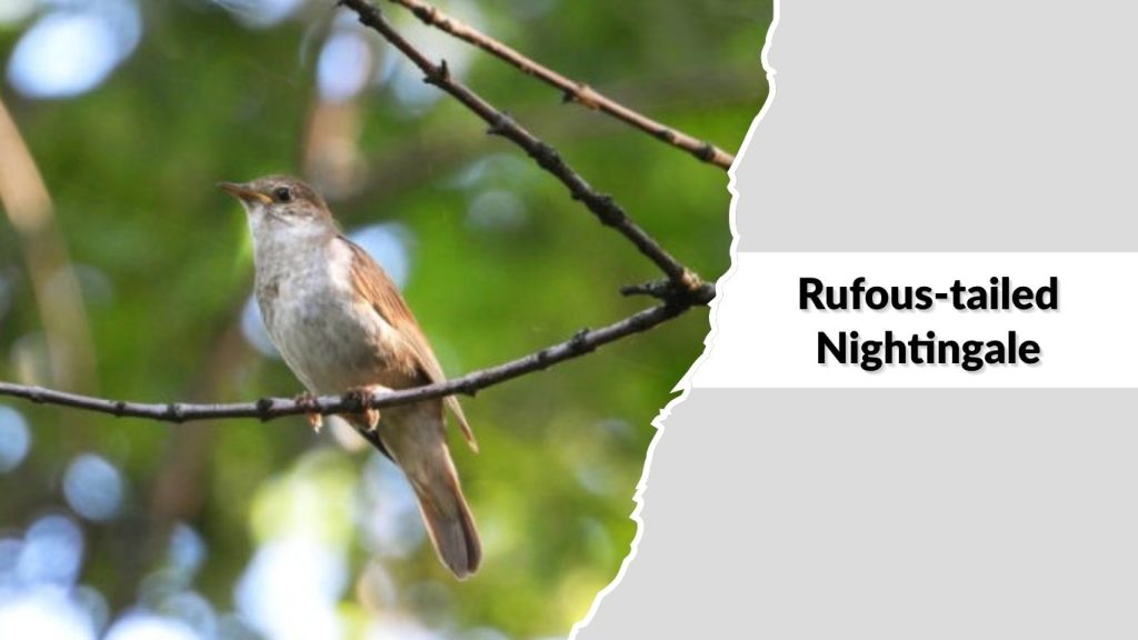 Rufous-tailed Nightingale 