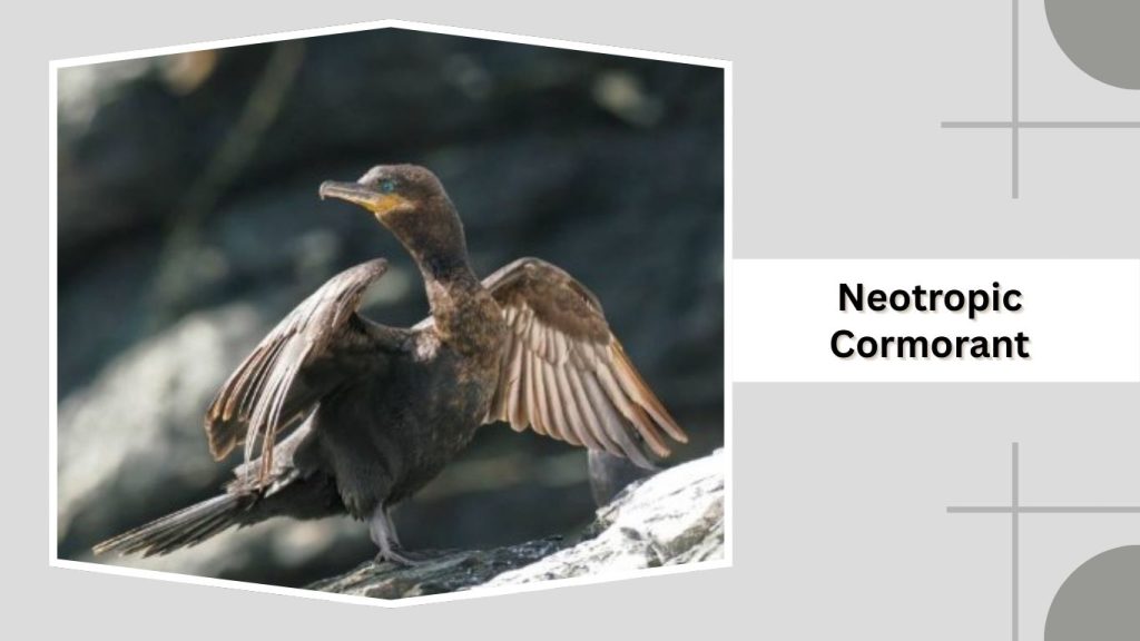Neotropic Cormorant