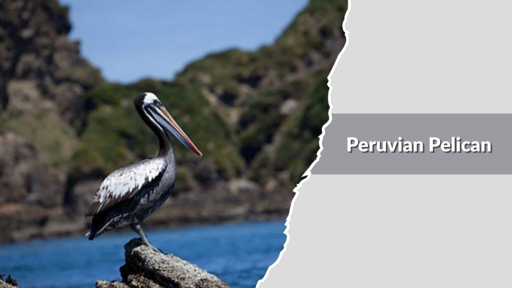 Peruvian Pelican