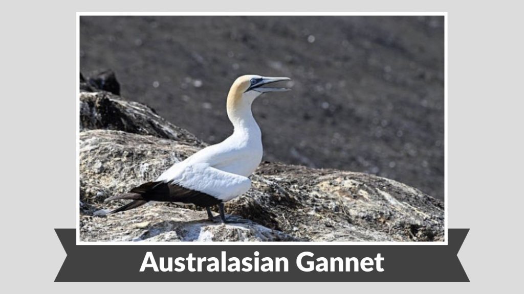 Australasian Gannet