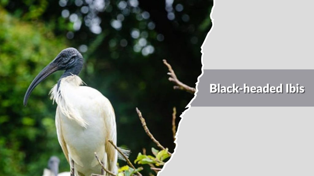 Black-headed Ibis