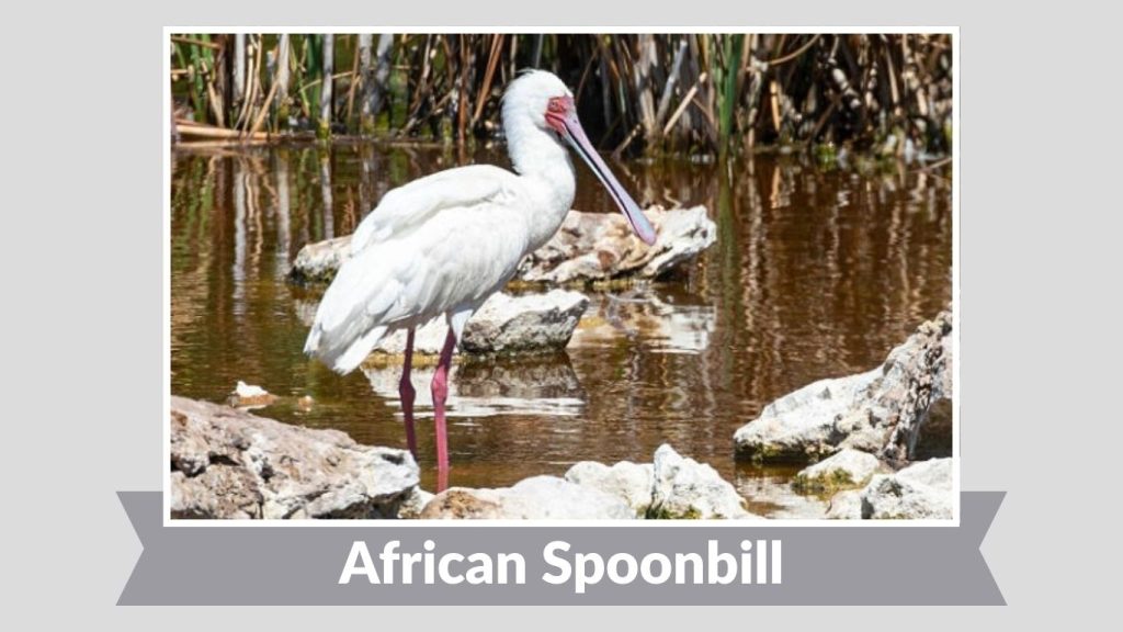 African Spoonbill