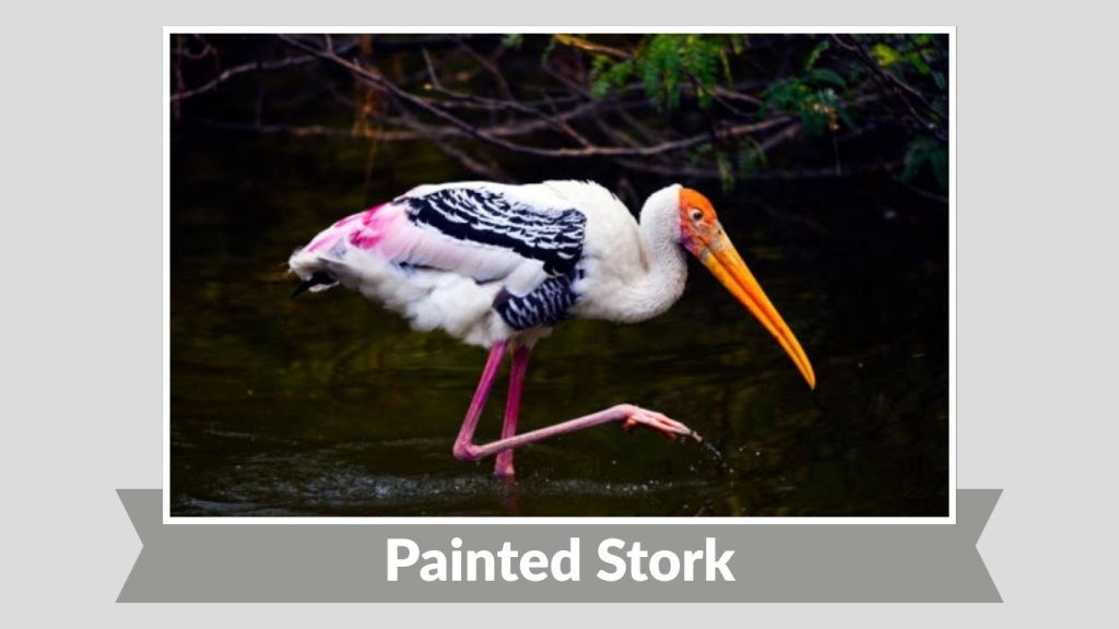 Painted Stork