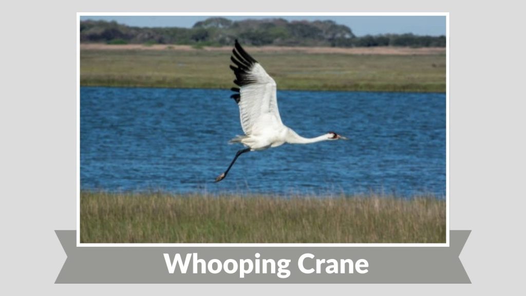 Whooping Crane