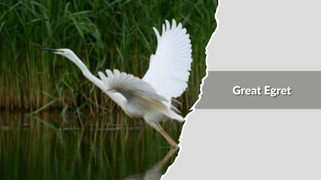 Great Egret