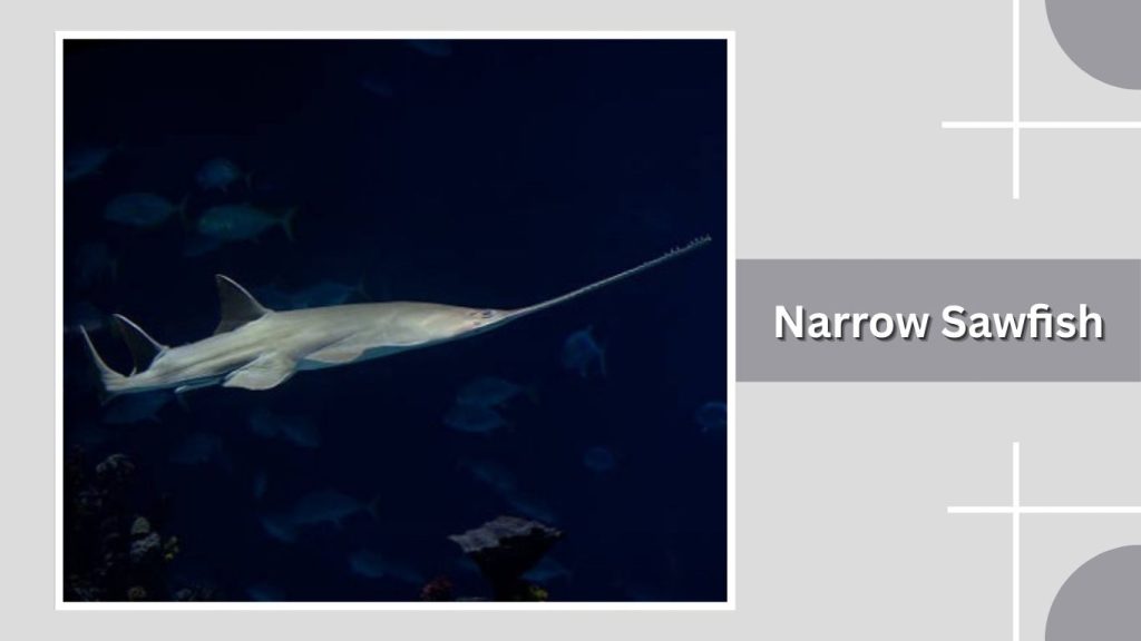 Narrow Sawfish