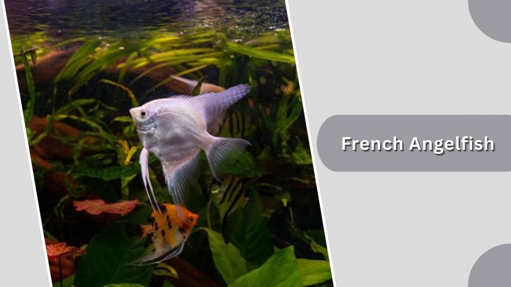 French Angelfish