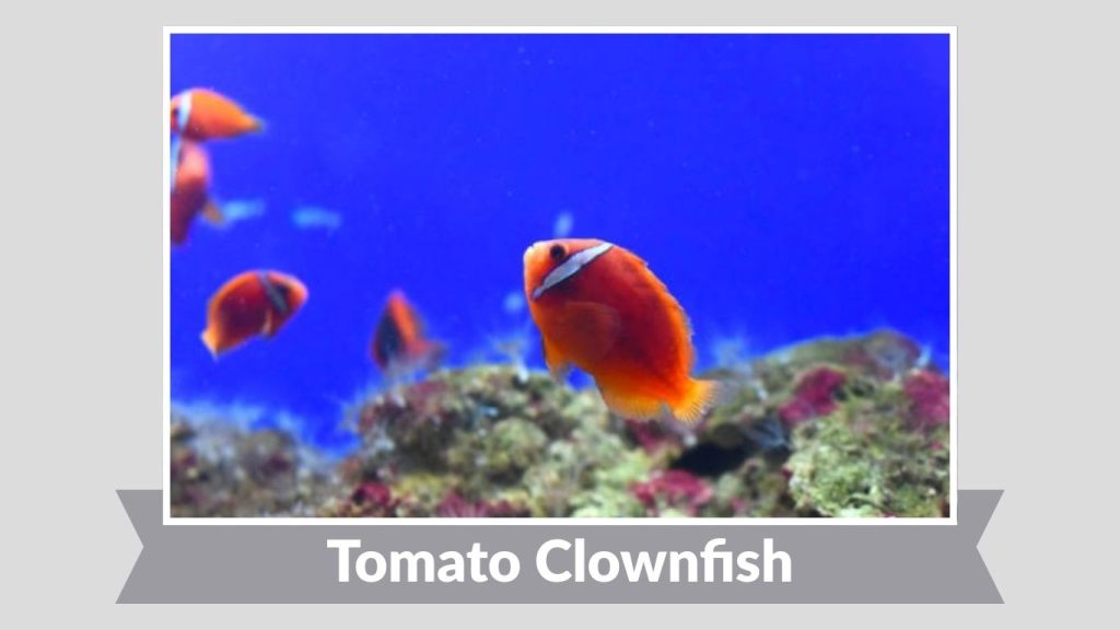 Tomato Clownfish