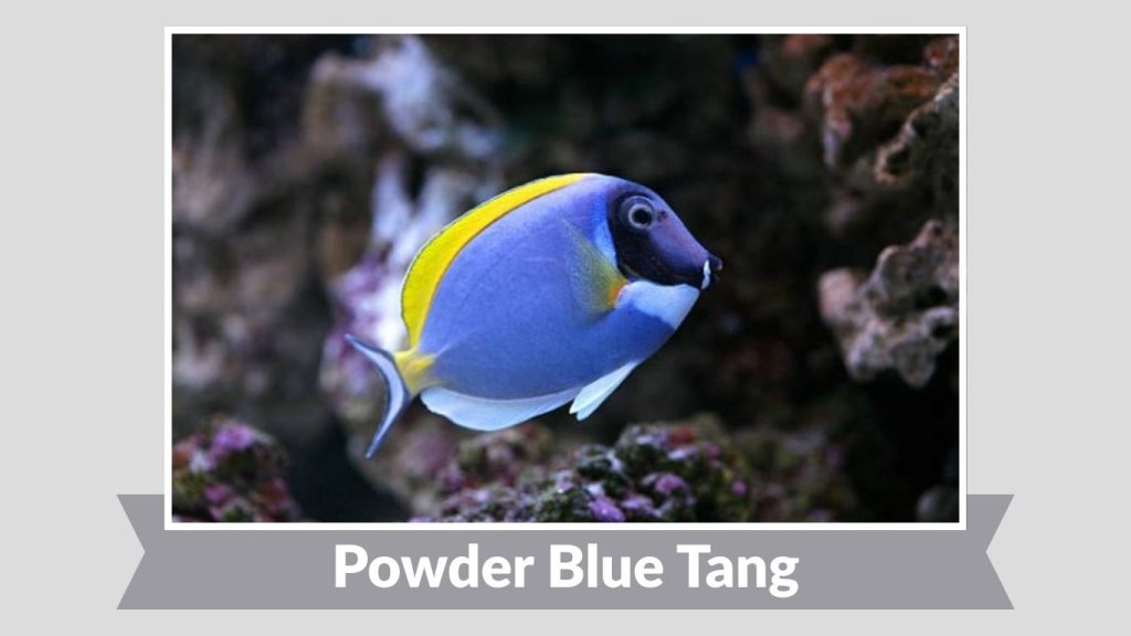 Powder Blue Tang