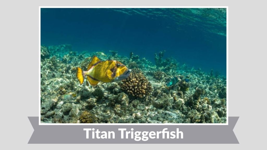 Titan Triggerfish