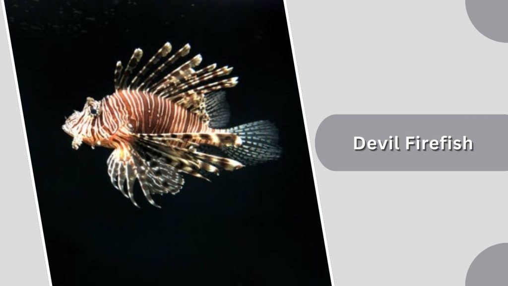 Devil Firefish