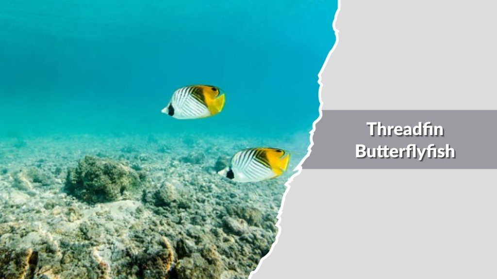 Threadfin Butterflyfish