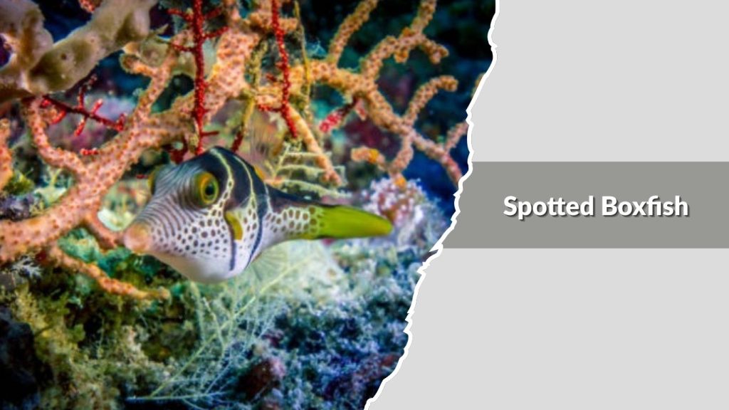 Spotted Boxfish