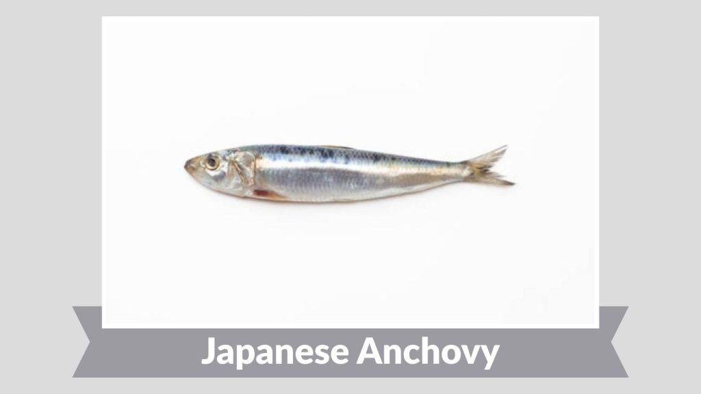 Japanese Anchovy
