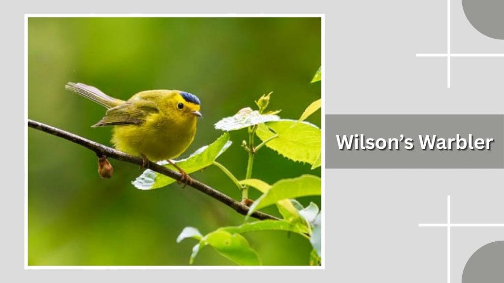  Wilson’s Warbler