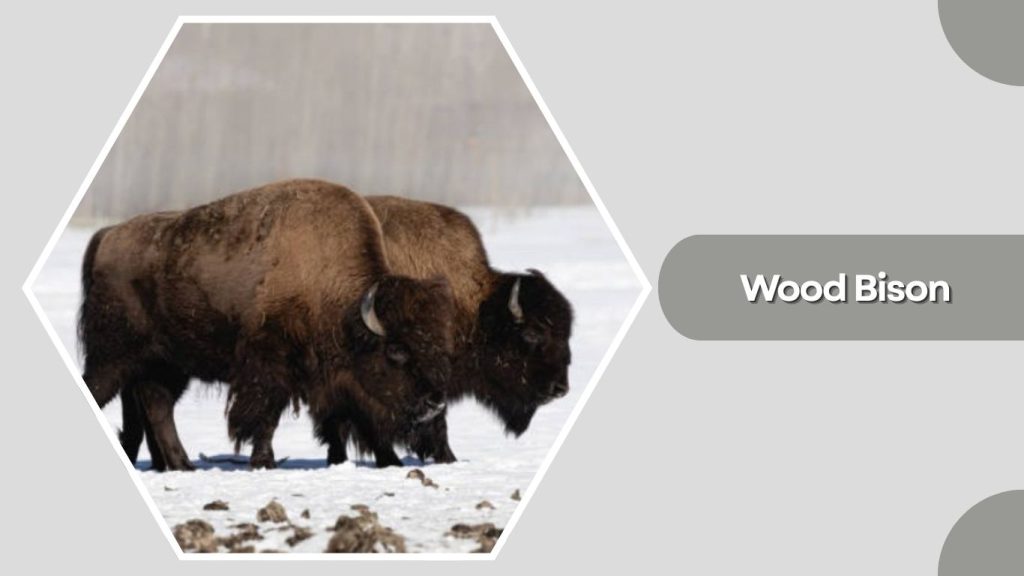  Wood Bison