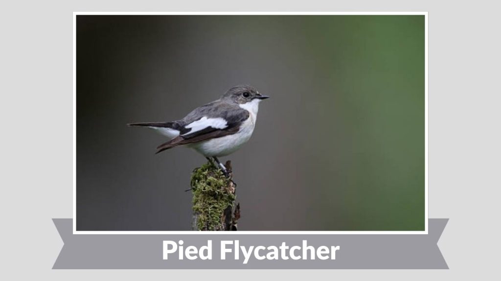 Pied Flycatcher