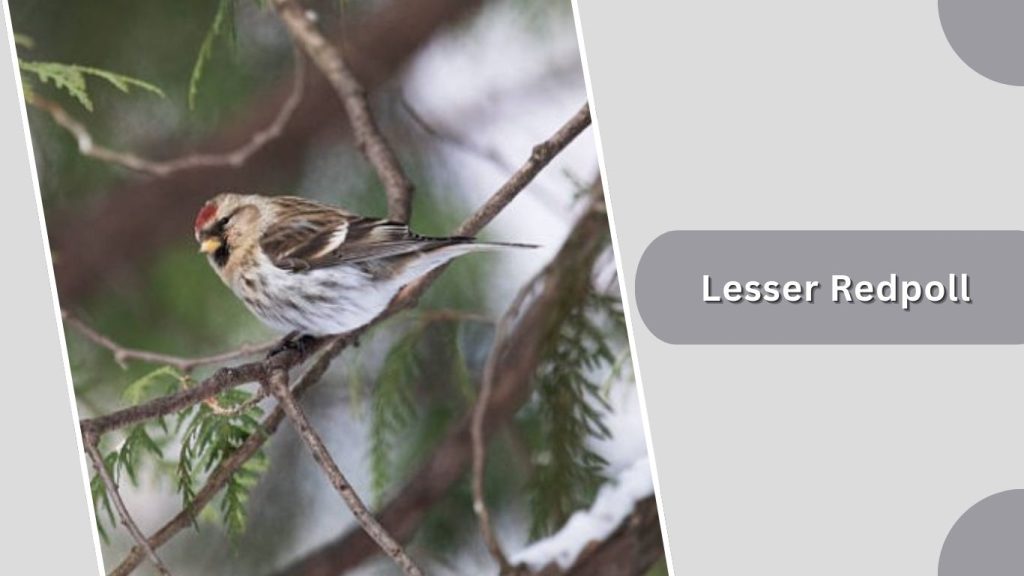 Lesser Redpoll