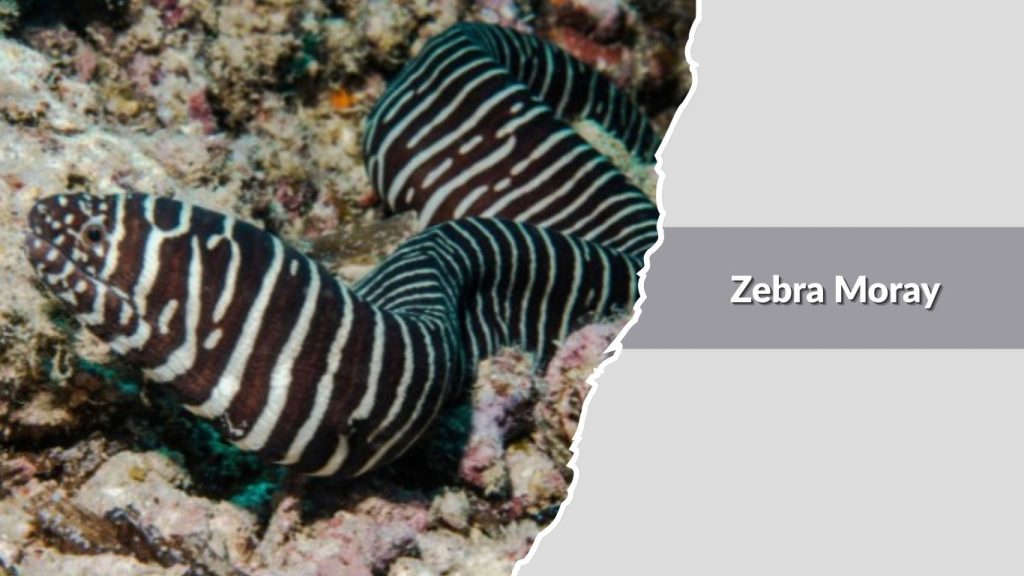 Zebra Moray