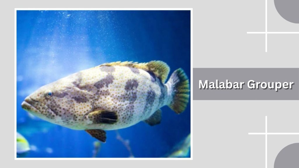 Malabar Grouper