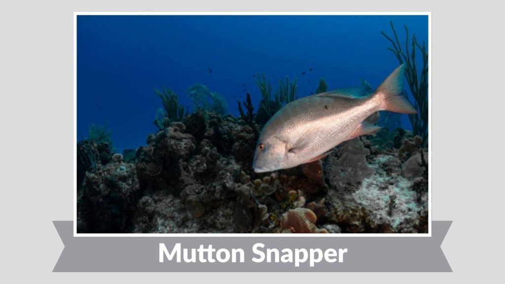 Mutton Snapper