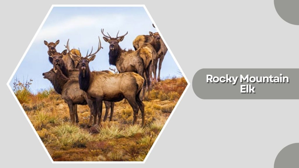 Rocky Mountain Elk
