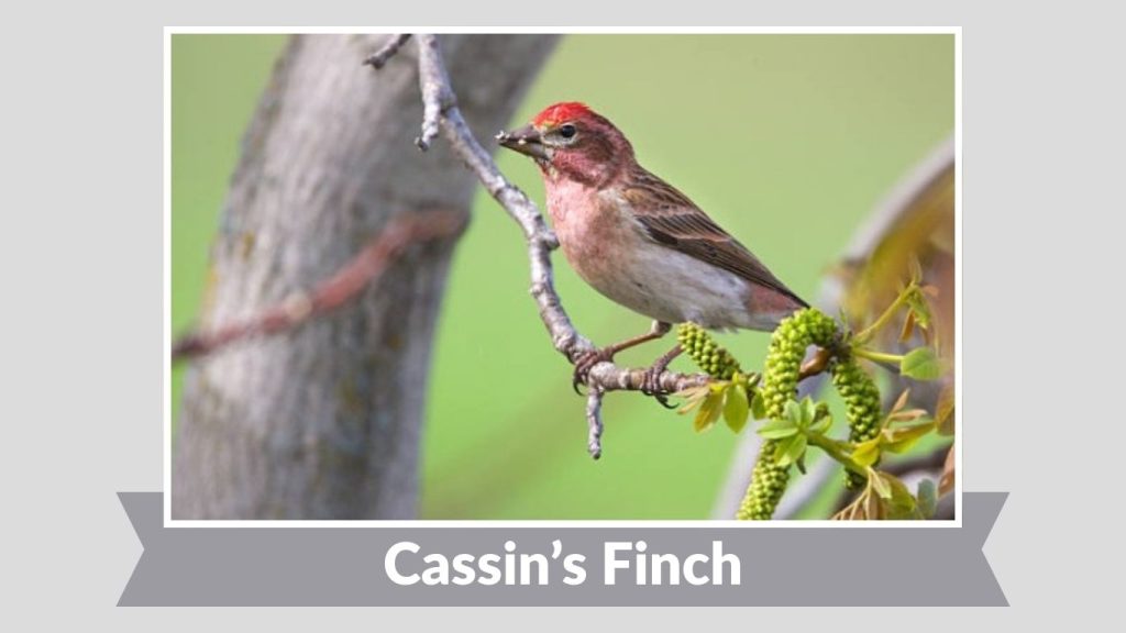 Cassin’s Finch