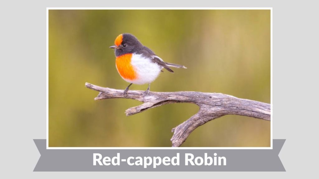 Red-capped Robin