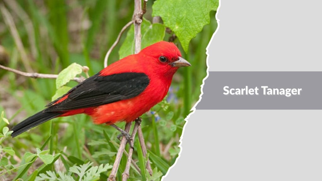 Scarlet Tanager