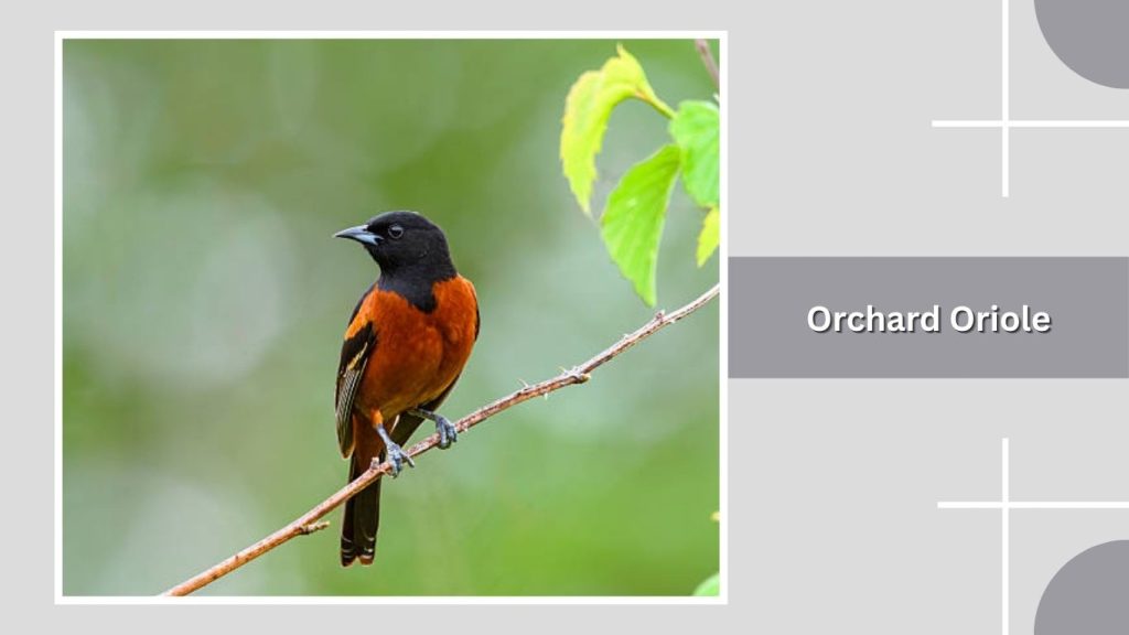 Orchard Oriole
