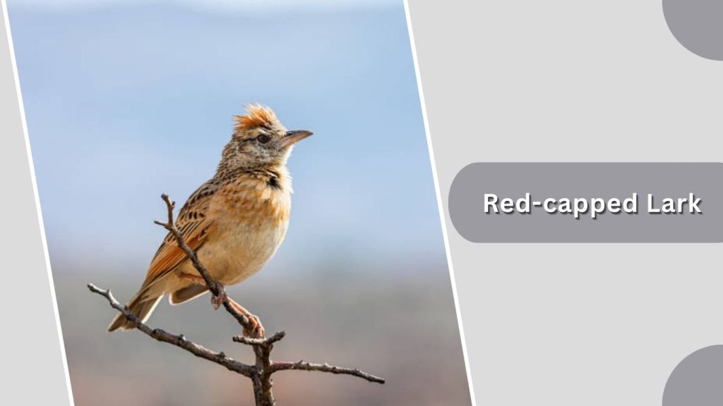 Red-capped Lark