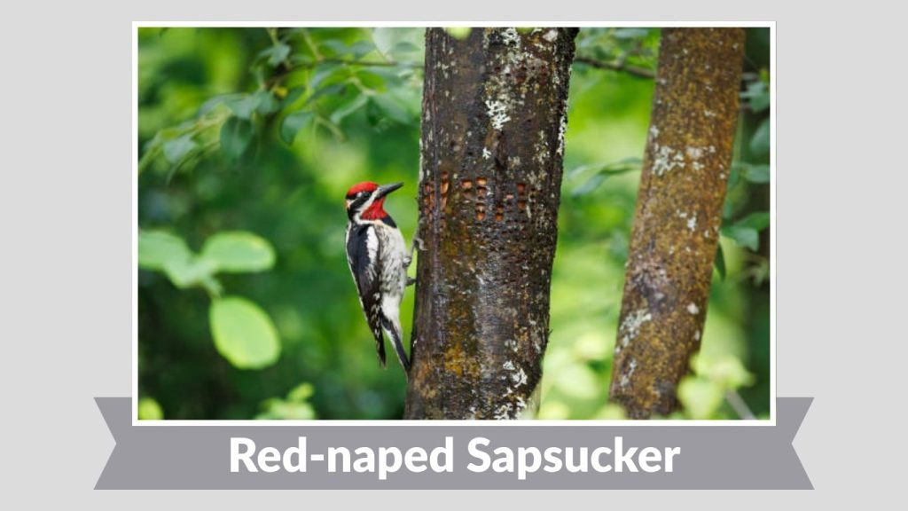 Red-naped Sapsucker