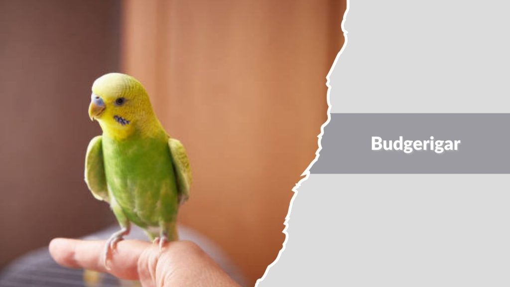 Budgerigar