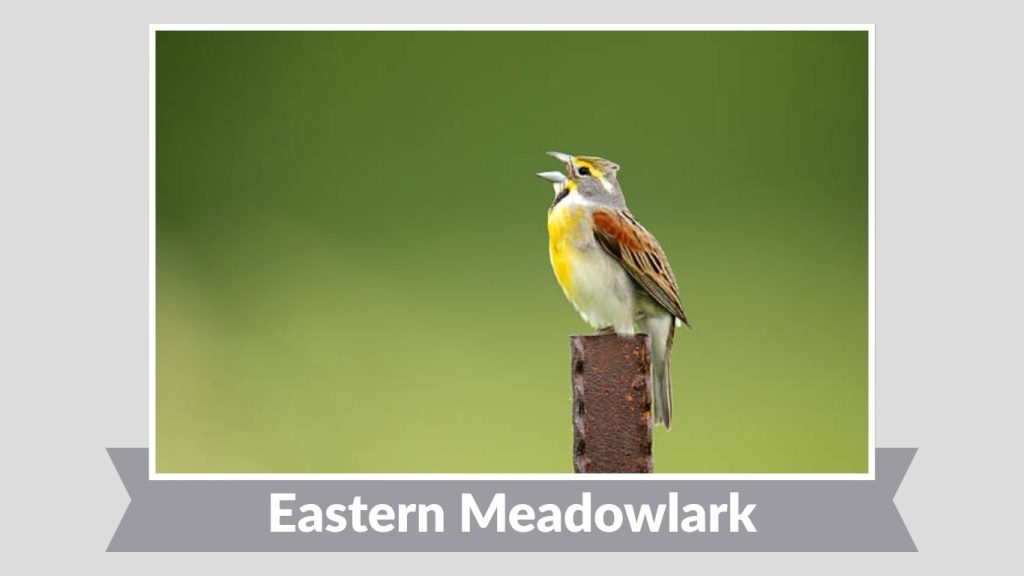 Eastern Meadowlark