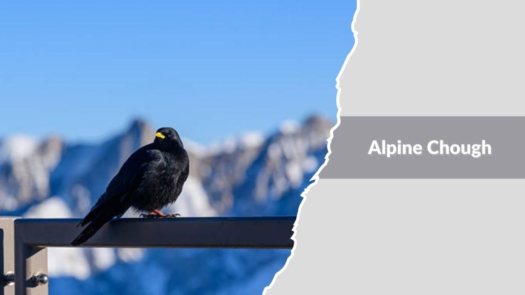  Alpine Chough
