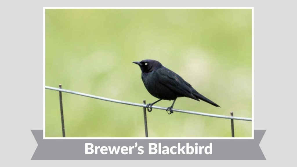 Brewer’s Blackbird