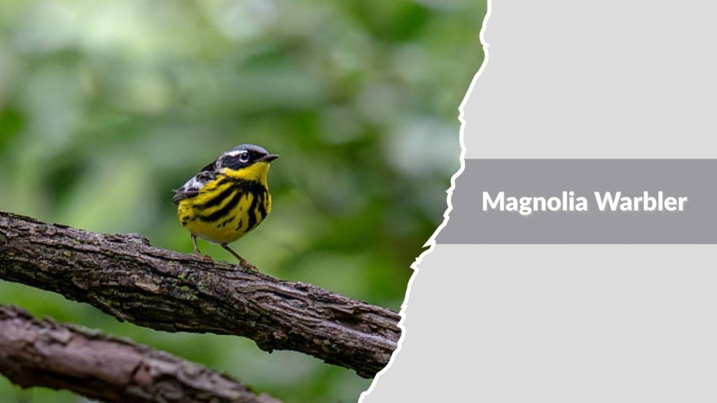 Magnolia Warbler