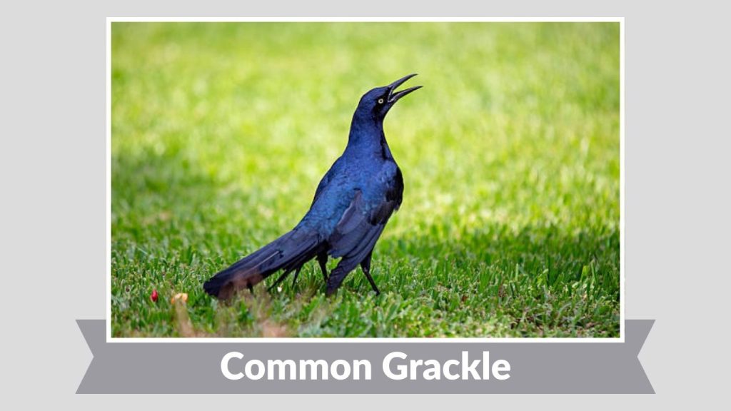 Common Grackle