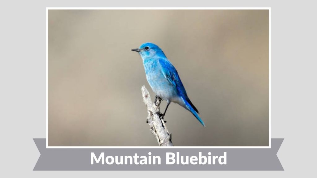 Mountain Bluebird