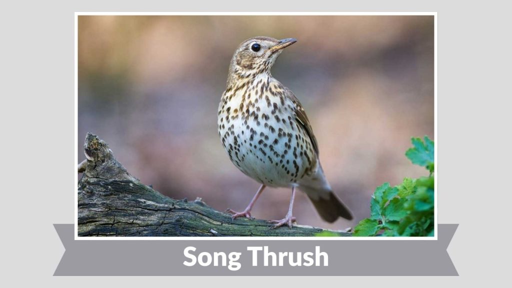  Song Thrush 