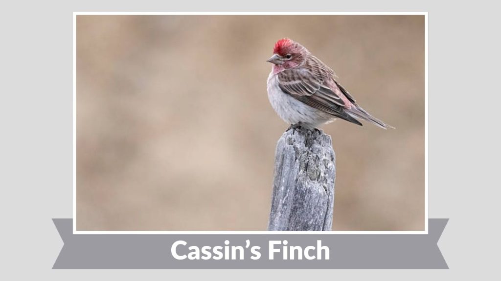 Cassin’s Finch 