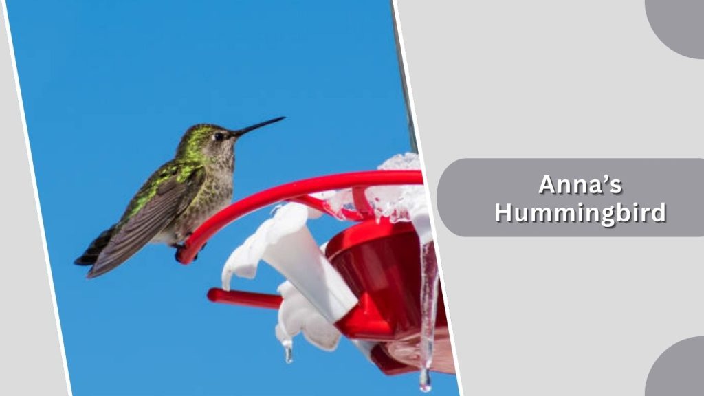 Anna’s Hummingbird