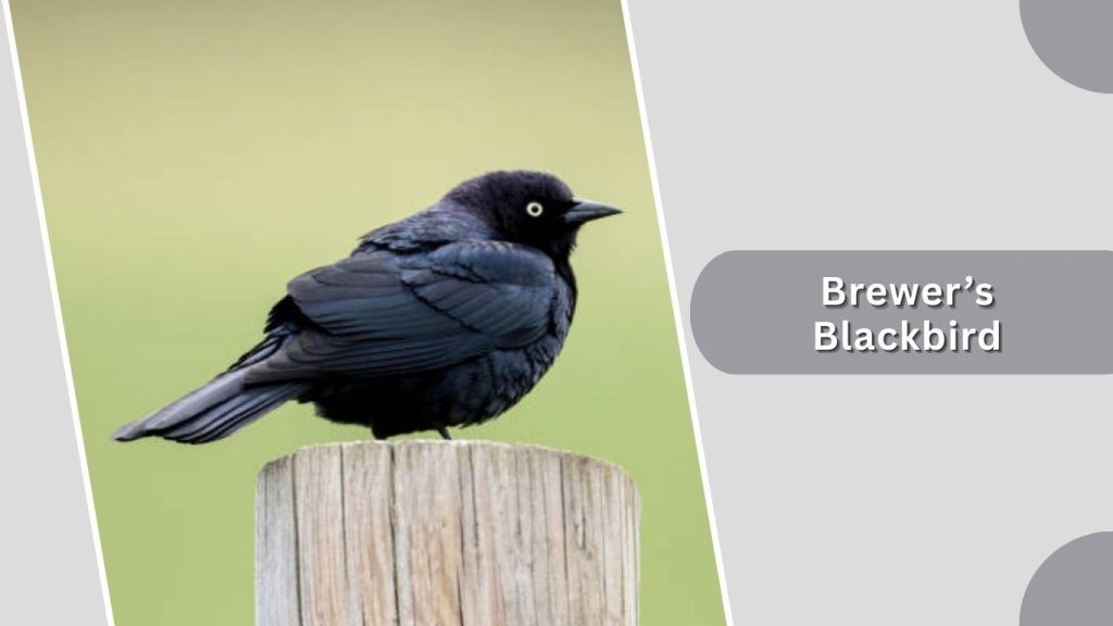 Brewer’s Blackbird