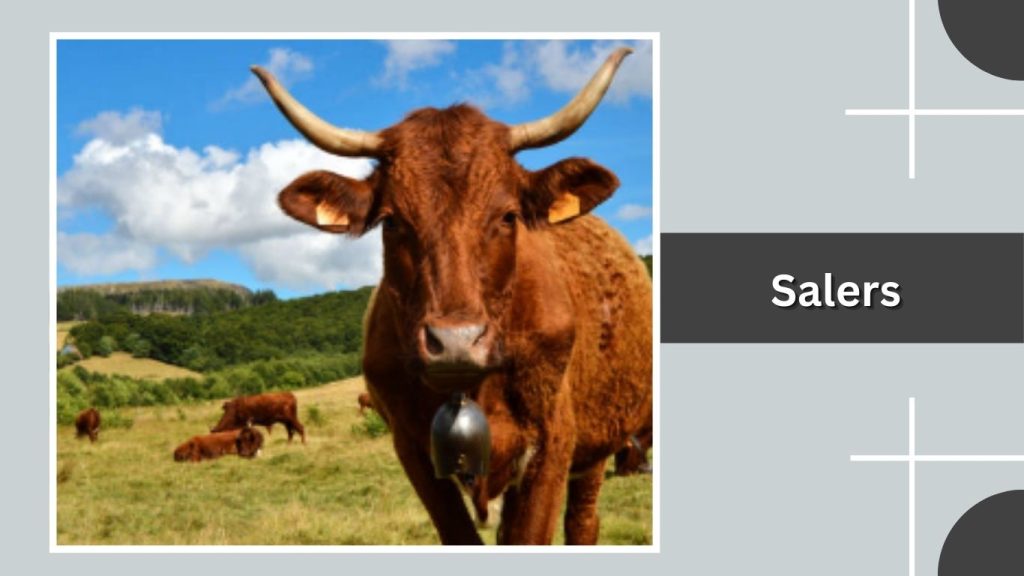 Salers