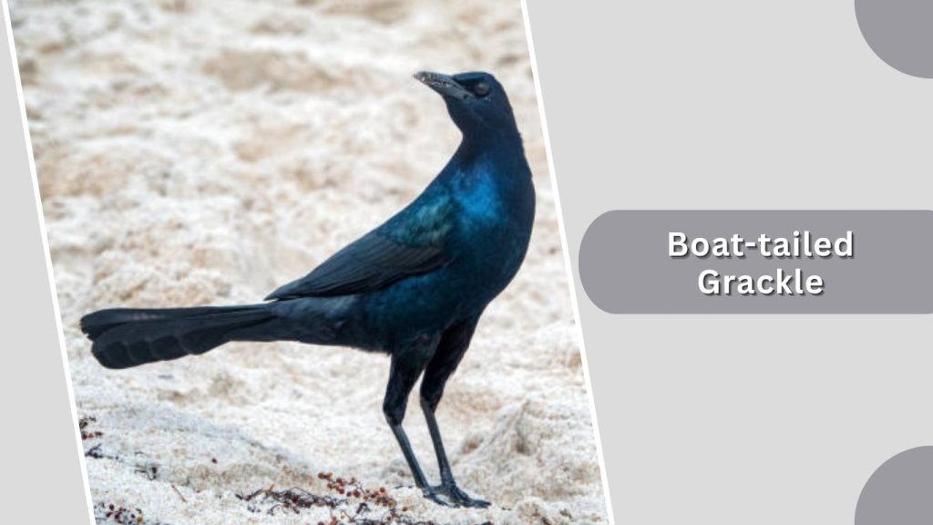 Boat-tailed Grackle