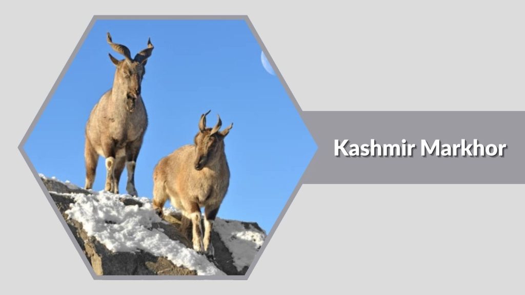 Kashmir Markhor 