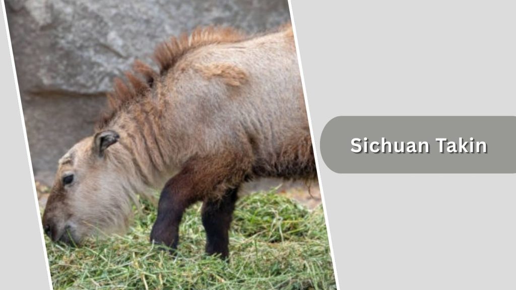 Sichuan Takin