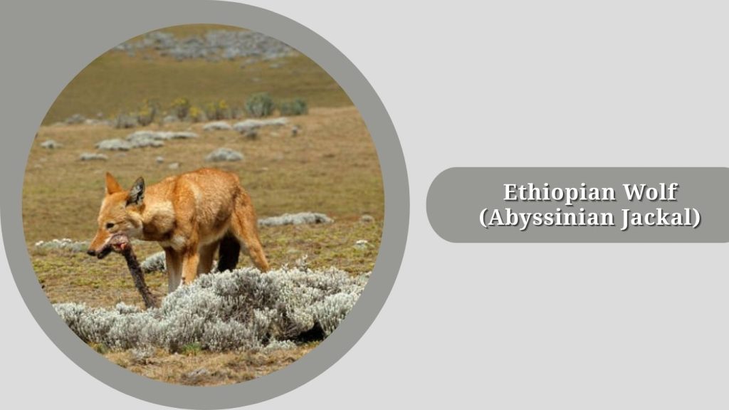 Ethiopian Wolf (Abyssinian Jackal)