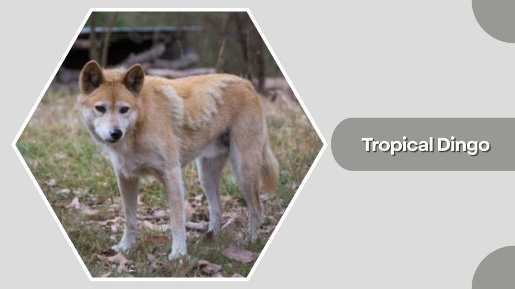 Tropical Dingo