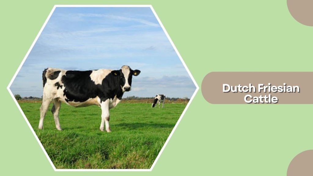Dutch Friesian Cattle